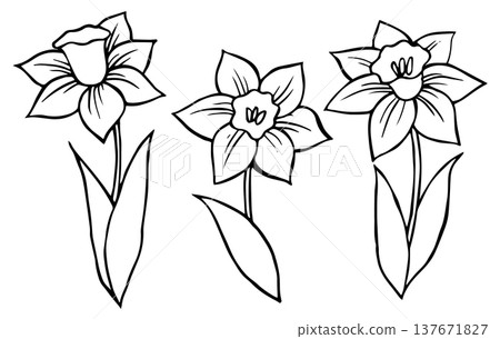 Set of daffodils flowers in vintage style. Vector doodle illustration. 137671827