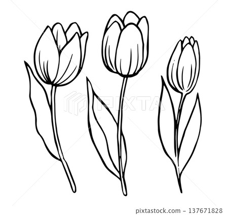 Set of tulip flowers in vintage style. Vector doodle illustration. Set of tulip flowers in vintage style. Vector doodle illustration. 137671828