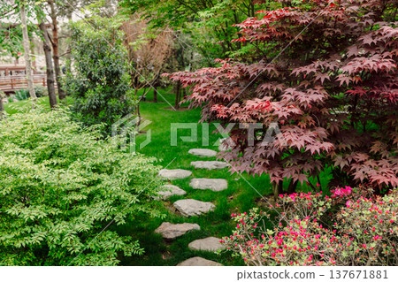 Red Japanese maple or acer tree with stone pathway in tranquil zen garden landscape design Red Japanese maple or acer tree with stone pathway in tranquil zen garden landscape design 137671881
