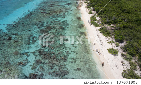 Catalina island tourist boat excursion on green sea sandy beach and palm trees 137671903