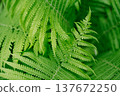 Natural fern leaves background shot in forest. Calm green texture with copy space for text or logo. Ideal for banners, packaging, eco brands and evergreen summer themes. 137672250
