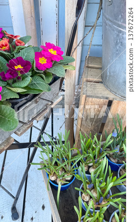 Bright pink Primula and blue Muscari bulbs in a rustic garden setting with wooden crates and metal Bright pink Primula and blue Muscari bulbs in a rustic garden setting with wooden crates and metal 137672264