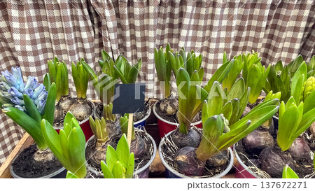 Hyacinthus orientalis bulbs with buds and a blank black sign in a rustic spring market arrangement Hyacinthus orientalis bulbs with buds and a blank black sign in a rustic spring market arrangement 137672271