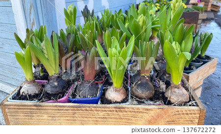 Hyacinthus orientalis bulbs with green sprouts in a rustic wooden crate at a spring flower market Hyacinthus orientalis bulbs with green sprouts in a rustic wooden crate at a spring flower market 137672272