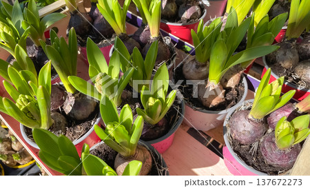 Many Hyacinthus orientalis bulbs with fresh green sprouts in colorful pots at a spring flower market Many Hyacinthus orientalis bulbs with fresh green sprouts in colorful pots at a spring flower market 137672273
