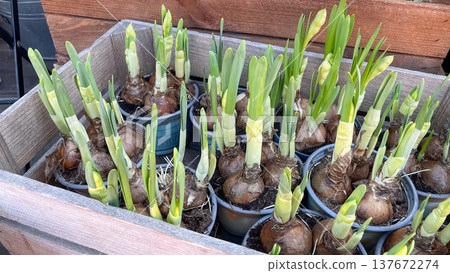 Narcissus pseudonarcissus bulbs with fresh green sprouts in a rustic wooden box at a flower market Narcissus pseudonarcissus bulbs with fresh green sprouts in a rustic wooden box at a flower market 137672274