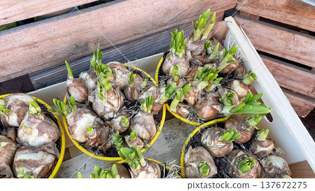 Narcissus pseudonarcissus bulbs with green sprouts in bright yellow pots inside a wooden garden box Narcissus pseudonarcissus bulbs with green sprouts in bright yellow pots inside a wooden garden box 137672275