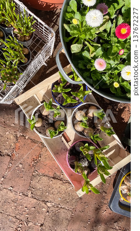 Top view of Bellis perennis daisies and Hyacinthus bulbs in a rustic wooden crate at a garden market Top view of Bellis perennis daisies and Hyacinthus bulbs in a rustic wooden crate at a garden market 137672277