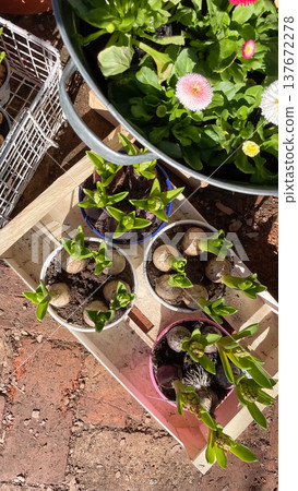 Top view of Bellis perennis daisies and Hyacinthus bulbs in a rustic wooden crate at a garden market Top view of Bellis perennis daisies and Hyacinthus bulbs in a rustic wooden crate at a garden market 137672278