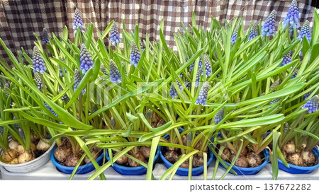 Vibrant blue Muscari armeniacum flowers in pots blooming against a checkered background in spring Vibrant blue Muscari armeniacum flowers in pots blooming against a checkered background in spring 137672282
