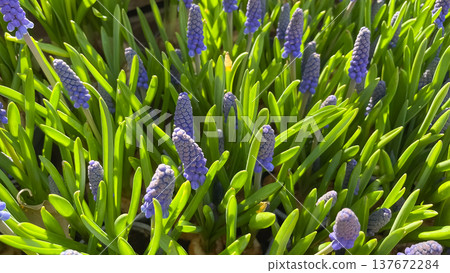 Vibrant blue Muscari armeniacum grape hyacinth flowers blooming in a sunlit spring garden setting 137672284