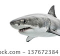 Shark head with open toothy mouth on a transparent background 137672384
