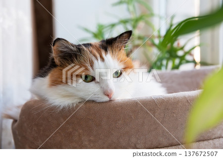 Adorable calico cat resting by the window with soft green plant in foreground. Adorable calico cat resting by the window with soft green plant in foreground. 137672507