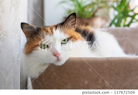 Relaxed Calico Cat in Cozy Home Interior Relaxed Calico Cat in Cozy Home Interior 137672509