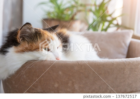 Fluffy calico cat lying calmly in a soft bed under gentle morning light. Fluffy calico cat lying calmly in a soft bed under gentle morning light. 137672517