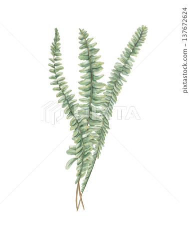 Boston fern leaves bouquet watercolor illustration on isolated background. Green Sword Fern branches, floral composition for wedding invitation, greeting card, botanical poster Boston fern leaves bouquet watercolor illustration on isolated background. Green Sword Fern branches, floral composition for wedding invitation, greeting card, botanical poster 137672624