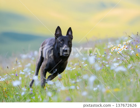 belgian shepherd in nature belgian shepherd in nature 137672626
