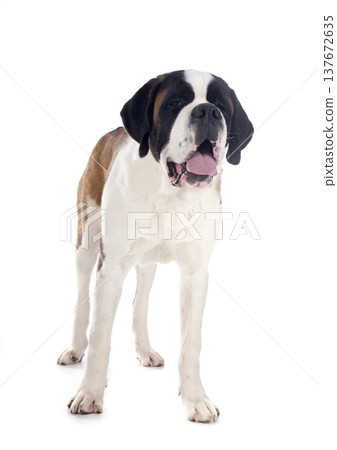 saint bernard in studio 137672635