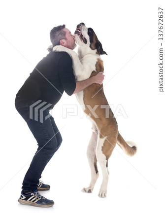 saint bernard and man in studio saint bernard and man in studio 137672637