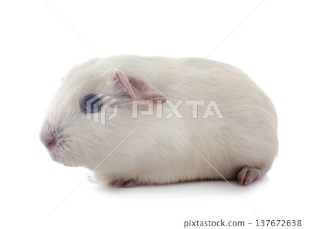 guinea pig in studio guinea pig in studio 137672638