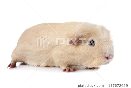 guinea pig in studio 137672639