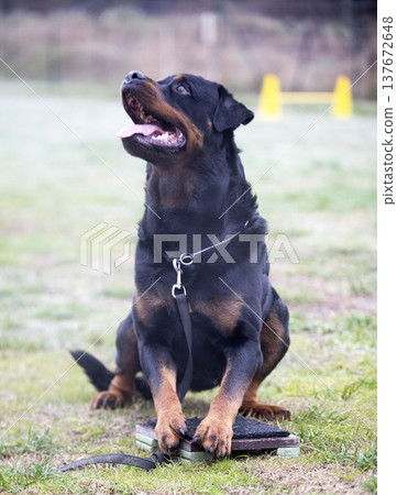 obedience training with a rottweiler obedience training with a rottweiler 137672648