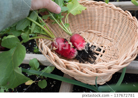 Picking up radish with a basket Picking up radish with a basket 137672781