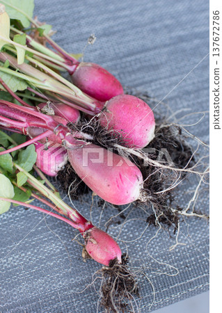 Group of fresh radish after picking Group of fresh radish after picking 137672786