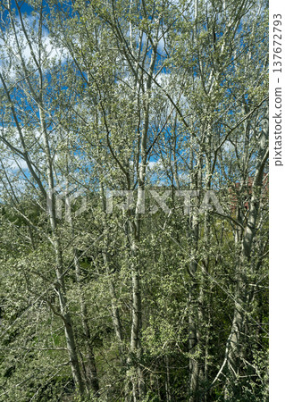 Sunlit Aspen Grove With Fresh Spring Leaves Against a Bright Blue Sky Sunlit Aspen Grove With Fresh Spring Leaves Against a Bright Blue Sky 137672793
