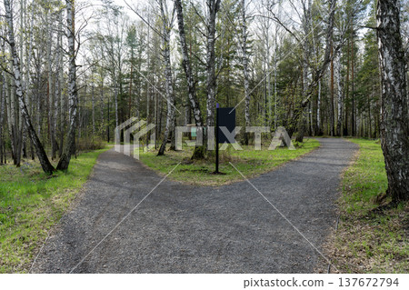 Fork In The Road Through A Birch Forest Path Suggesting Choice And Direction In Nature Fork In The Road Through A Birch Forest Path Suggesting Choice And Direction In Nature 137672794
