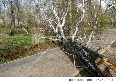 Fallen Birch Tree Blocking Park Path After Storm In Early Spring Forest Fallen Birch Tree Blocking Park Path After Storm In Early Spring Forest 137672803