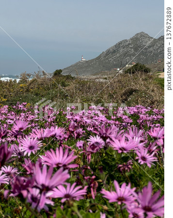 Pink ice plant flowers Carpobrotus edulis covering coastal field near Faro Silleiro lighthouse along Camino de Santiago in Oia, Spain with Atlantic ocean, rocky shoreline. Coastal travel, Camino Pink ice plant flowers Carpobrotus edulis covering coastal field near Faro Silleiro lighthouse along Camino de Santiago in Oia, Spain with Atlantic ocean, rocky shoreline. Coastal travel, Camino 137672889