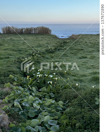 White calla lily flowers Zantedeschia growing in green coastal meadow near Atlantic shoreline along Camino de Santiago route in Oia, Galicia, Spain. Coastal nature travel, hiking destination content White calla lily flowers Zantedeschia growing in green coastal meadow near Atlantic shoreline along Camino de Santiago route in Oia, Galicia, Spain. Coastal nature travel, hiking destination content 137672890