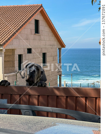 Large Cane Corso dog looking over wooden fence near coastal house with Atlantic ocean view in background along Galicia coastline in Spain. Coastal living marketing, seaside lifestyle content, travel Large Cane Corso dog looking over wooden fence near coastal house with Atlantic ocean view in background along Galicia coastline in Spain. Coastal living marketing, seaside lifestyle content, travel 137672891