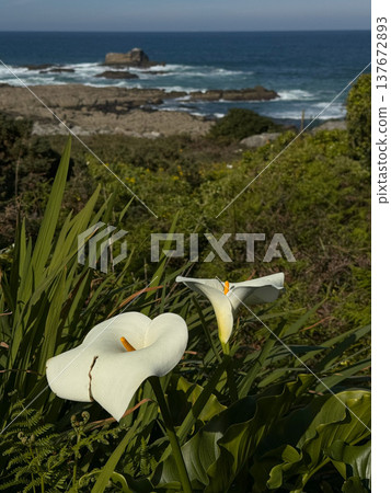 White calla lily flowers Zantedeschia growing in coastal vegetation with Atlantic ocean, rocky shoreline in background along Galicia coast, Spain. Coastal nature travel, Atlantic coastline landscape White calla lily flowers Zantedeschia growing in coastal vegetation with Atlantic ocean, rocky shoreline in background along Galicia coast, Spain. Coastal nature travel, Atlantic coastline landscape 137672893