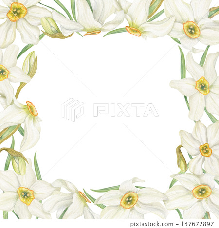 White yellow Daffodils watercolor square border on isolated background. Spring blooming narcissus frame with copy space for text. Floral illustration for garden party stationery, home decor White yellow Daffodils watercolor square border on isolated background. Spring blooming narcissus frame with copy space for text. Floral illustration for garden party stationery, home decor 137672897
