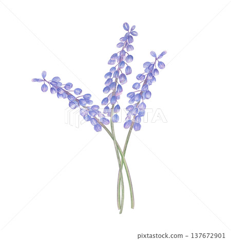 Three flowering stems of muscari bouquet watercolor illustration on isolated background. Blue grape hyacinths on green stems composition for greeting card, spring invitation, botanical stationery 137672901
