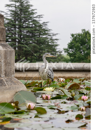 Poised with characteristic patience, a Grey Heron haunts the edges of the lotus pond, a study in grey and white amidst a sea of floating blossoms. 137672983