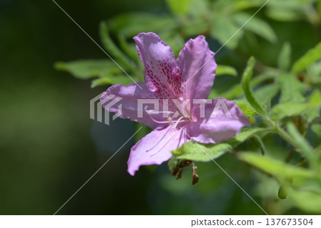 Moti Azalea Moti Azalea 137673504