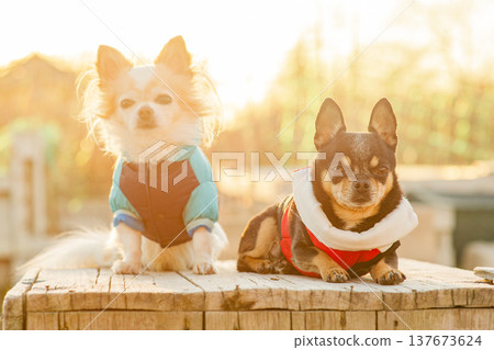 Two Chihuahua dogs against a nature background. Pets, dogs. Two Chihuahua dogs against a nature background. Pets, dogs. 137673624