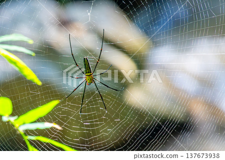 Close-up of Nephila pilipes spider on its golden web, waiting for prey. Vibrant natural scene highlighting predator behavior, intricate web pattern, and jungle ecosystem detail. Close-up of Nephila pilipes spider on its golden web, waiting for prey. Vibrant natural scene highlighting predator behavior, intricate web pattern, and jungle ecosystem detail. 137673938