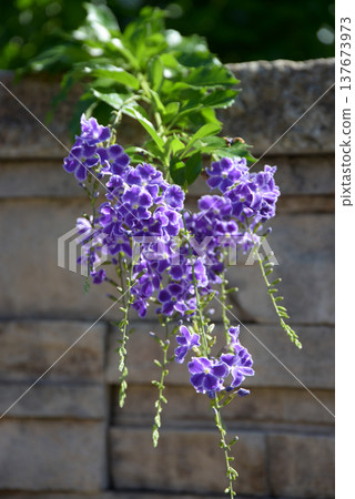 Duranta 137673973