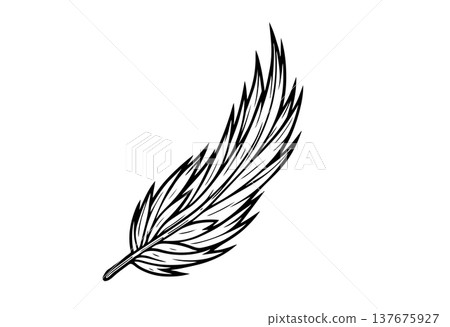 Stylized black and white feather isolated on a white background vector illustration decorative element Stylized black and white feather isolated on a white background vector illustration decorative element 137675927