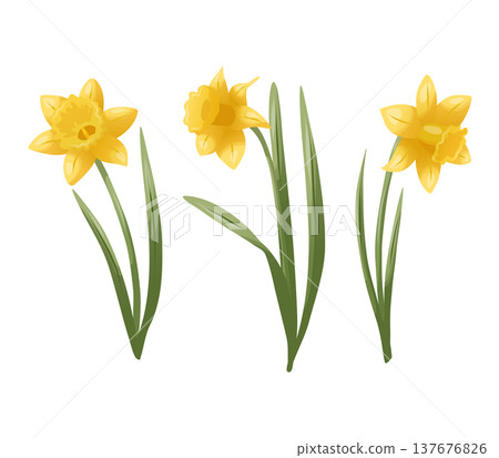 A set of yellow daffodils with green leaves. Vector illustration with smooth gradients. A spring botanical element for greeting cards, invitations, packaging design, seasonal branding, printed A set of yellow daffodils with green leaves. Vector illustration with smooth gradients. A spring botanical element for greeting cards, invitations, packaging design, seasonal branding, printed 137676826