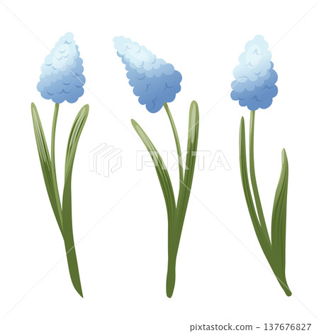 A set of blue hyacinth and muscari flowers with green leaves. Illustration in a soft vector style. A spring botanical element for greeting cards, invitations, packaging design, seasonal branding, web A set of blue hyacinth and muscari flowers with green leaves. Illustration in a soft vector style. A spring botanical element for greeting cards, invitations, packaging design, seasonal branding, web 137676827