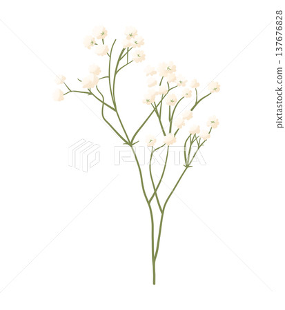 A branch of gypsophila with small white flowers in a delicate pastel vector style. A spring botanical decorative element for greeting cards, wedding invitations, packaging design, and seasonal A branch of gypsophila with small white flowers in a delicate pastel vector style. A spring botanical decorative element for greeting cards, wedding invitations, packaging design, and seasonal 137676828