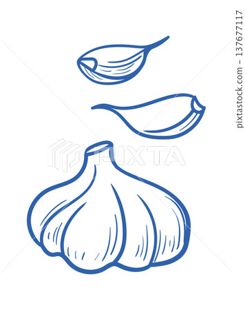 Garlic Bulb With Clove Sketch 137677117