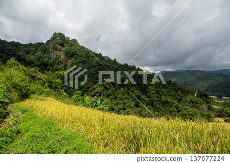 Rice terraces along Pha Dok Siew trail in Doi Inthanon Thailand surrounded by tropical rainforest. Scenic agricultural landscape showing traditional farming in mountain valley. Rice terraces along Pha Dok Siew trail in Doi Inthanon Thailand surrounded by tropical rainforest. Scenic agricultural landscape showing traditional farming in mountain valley. 137677224