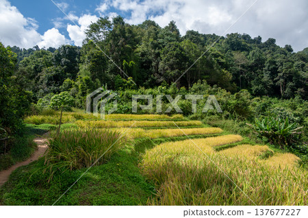 Rice terraces along Pha Dok Siew trail in Doi Inthanon Thailand surrounded by tropical rainforest. Scenic agricultural landscape showing traditional farming in mountain valley. Rice terraces along Pha Dok Siew trail in Doi Inthanon Thailand surrounded by tropical rainforest. Scenic agricultural landscape showing traditional farming in mountain valley. 137677227