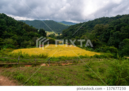 Rice terraces along Pha Dok Siew trail in Doi Inthanon Thailand surrounded by tropical rainforest. Scenic agricultural landscape showing traditional farming in mountain valley. 137677230